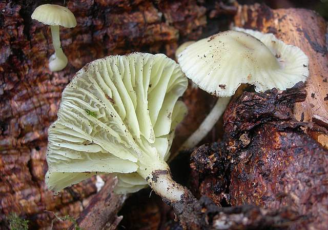 Prima  dell�era  glaciale